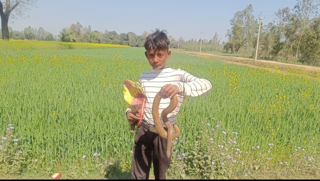 पक्षियों के हमले से दुर्लभ सैंड बोआ की बचाई जान