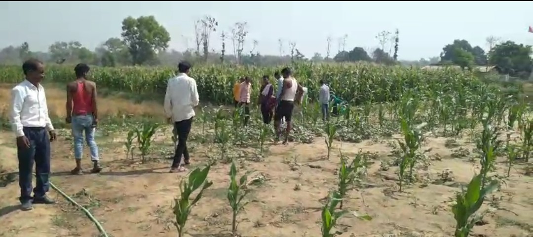 धर्मापुर घटनास्थल के आसपास घूम रहा है तेंदुआ