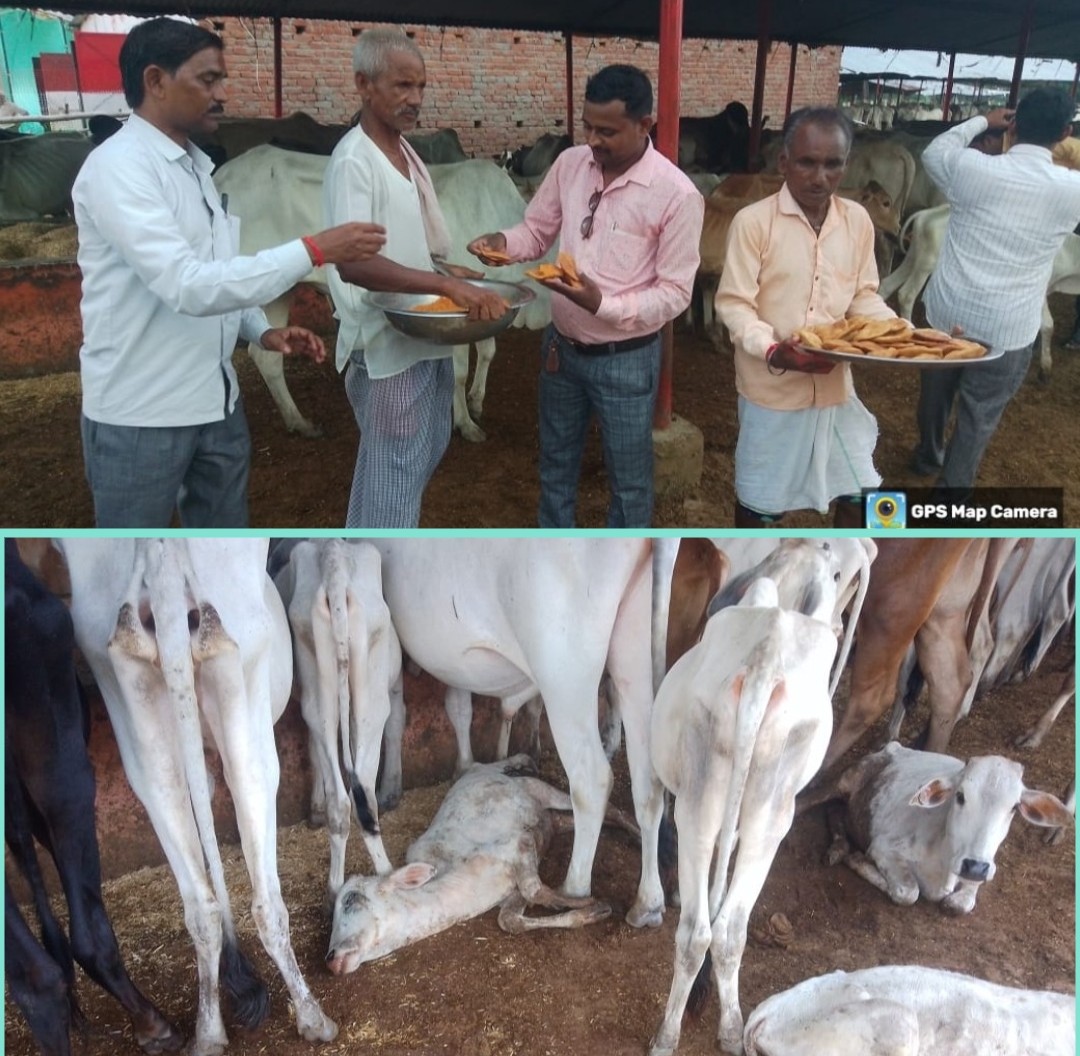 गोआश्राय सौगहना में भारी लापरवाही के साथ गो-पूजन कार्यक्रम आयोजित