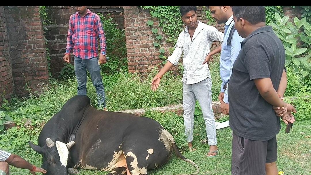 बजरंग दल कार्यकर्ता व ग्रामीणों ने बचाई नंदी बाबा की जान