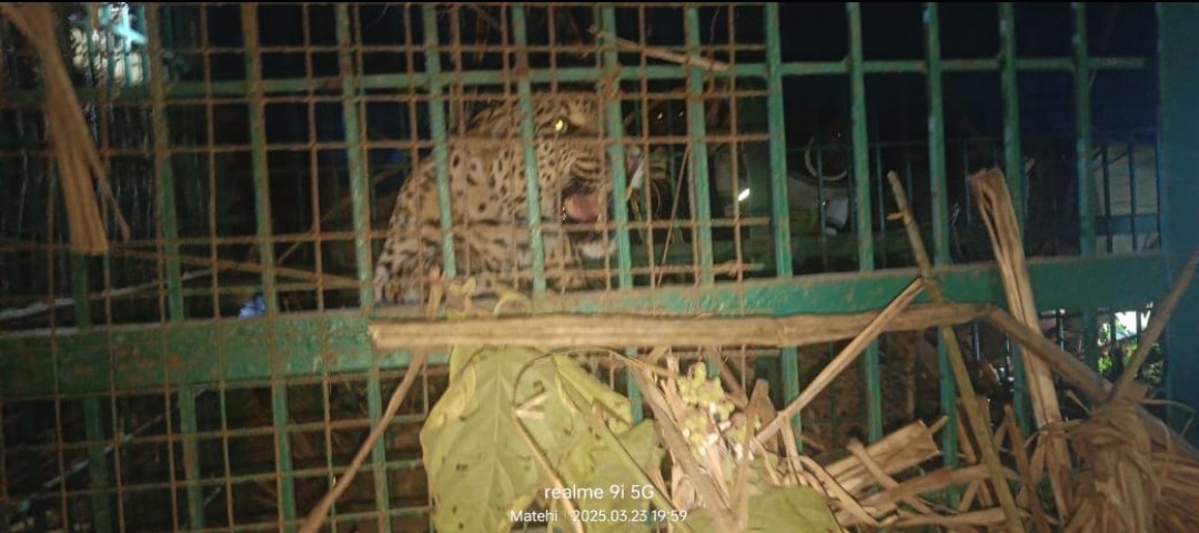 मासूम की जान लेने वाला तेंदुआ हुआ पिंजड़े में कैद