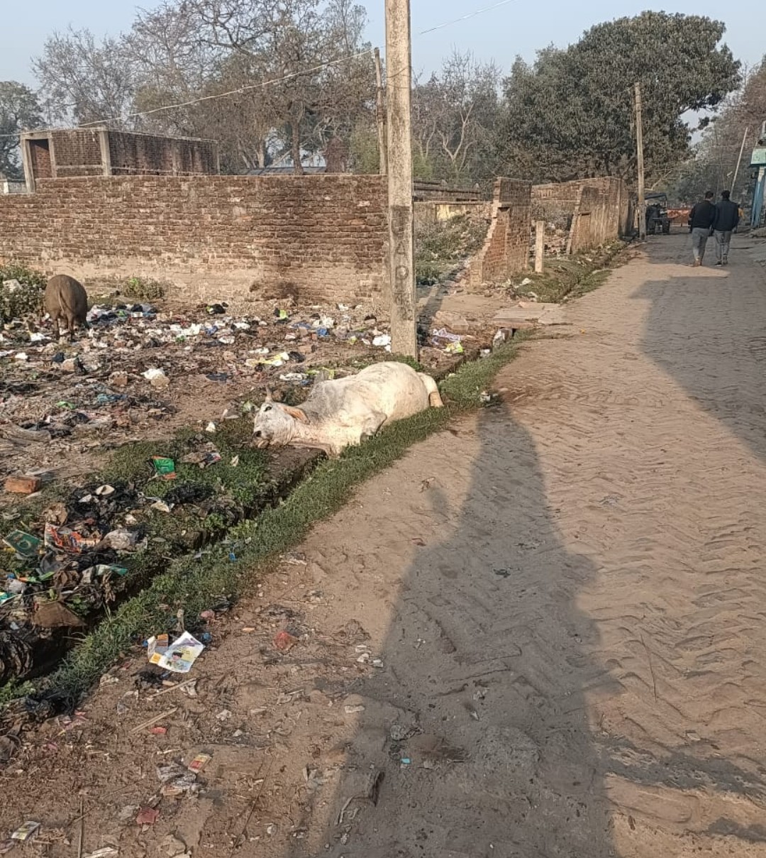 कुत्तों ने गाय  को दौडाया  नाली में गिरकर गाय की मौत