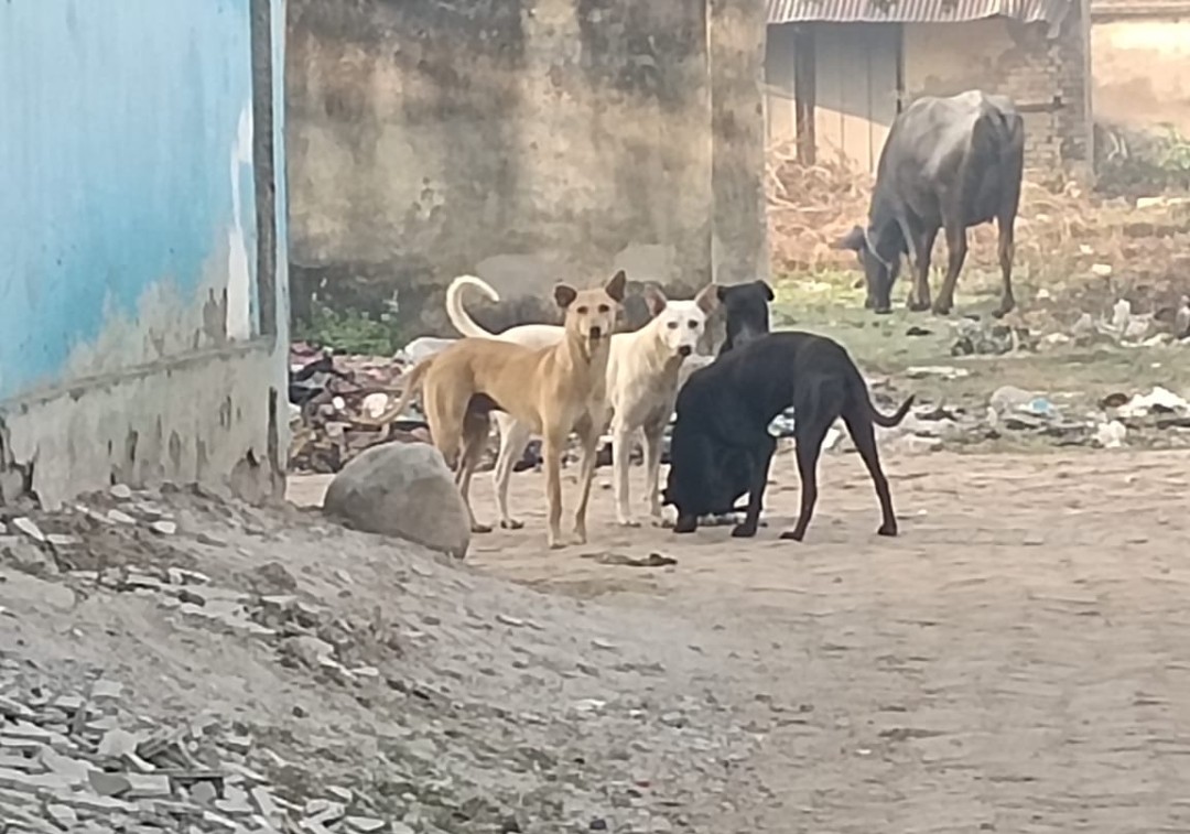 आवारा कुत्तों का आतंक, आए दिन लोगों पर कर रहे हमले