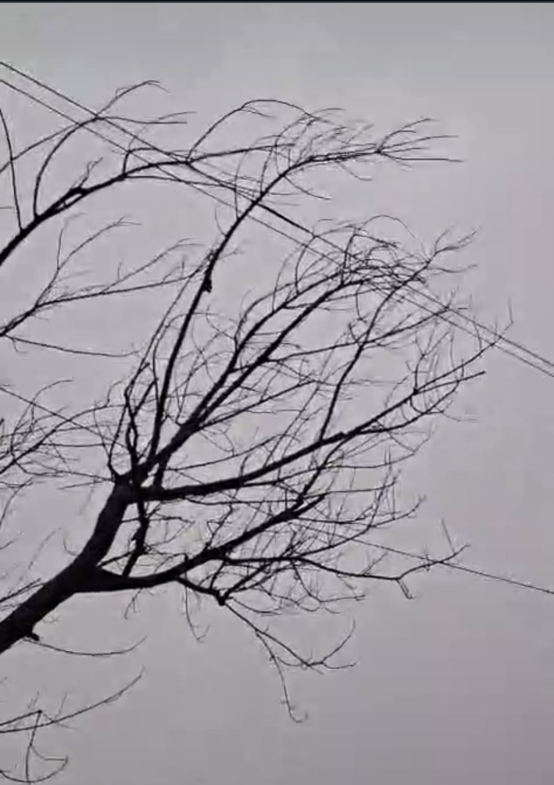 तेज आंधी बारिश एवं ओलावृष्टि से फसलों का हुआ काफी नुकसान