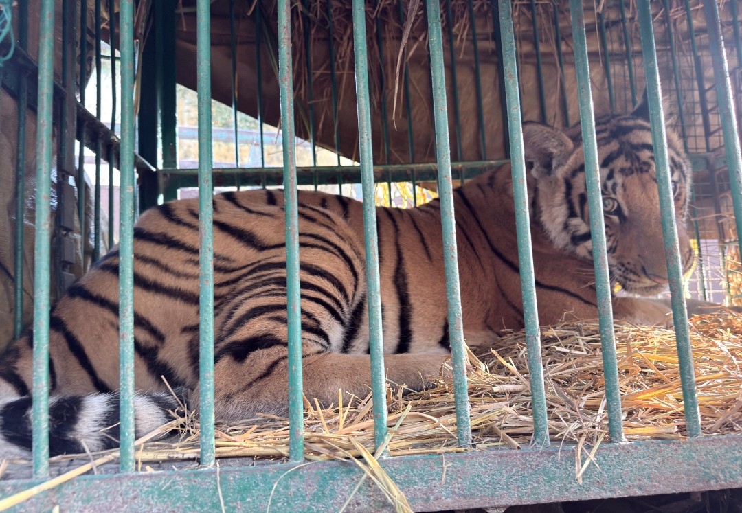 पिंजरे में कैद हुआ नर बाघ, लगातार कर रहा था हमला, ग्रामीणों में था दहशत